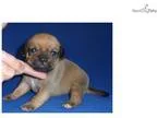 Pugsley Male Puggle puppy for Sale in Ohio