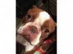Adopt Nelly - Medical Hold a RedGoldenOrangeCh estnut - with Whi