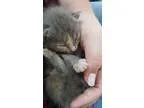 Adopt Bailey 75 a Calico or Dilute Calico Domestic Shorthair (sh