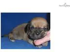 Bruno Male Puggle puppy for Sale in Ohio
