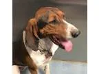 Adopt Hope a BrownChocolate Treeing Walker Coonhound dog in Pago