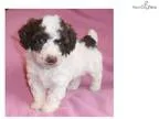 Mini Female Mini Poodle puppy for Sale in Ohio