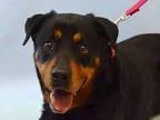 Adopt Sassy a Rottweiler  Mixed dog in Whitestone NY (15710852)