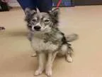 Adopt KENDRA a Siberian Husky  Mixed dog in Ogden UT (15740065)