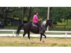 Steady smooth Wide Build BW Babysitter Mare