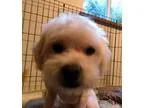 Adopt Buddy a White Lhasa Apso  Poodle (Miniature)  Mixed dog in