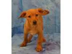 Adopt JULEP a Terrier