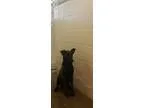 Adopt Mocha a Labrador Retriever  Mixed dog in Tarboro NC (15572