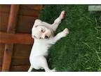 White boxer male puppy