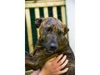 Adopt Serenity a Plott Hound  Mixed dog in Jackson MS (13807317)