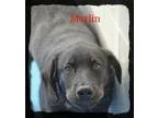 Adopt Marlin a BrownChocolate Labrador Retriever  Spaniel (Unkno