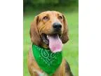 Adopt Huck a Hound
