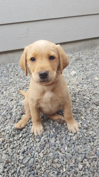 AKC Yellow Lab