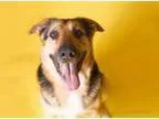 Adopt Zeus a German Shepherd Dog
