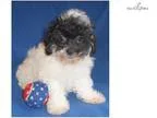 Oreo Male Shih Poo puppy for Sale in Ohio