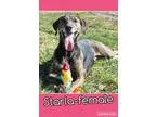 Adopt Starla-Senior Discount (CR) a Brindle Plott Hound  Treeing