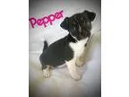 Adopt Pepper a Black - with White Cairn Terrier  Mixed dog in Wo
