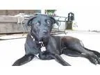 Adopt Maya a Black Labrador Retriever  Mixed dog in Salem OR (15