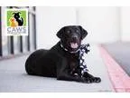 Adopt Lily a Black Labrador Retriever  Mixed dog in Salt Lake Ci