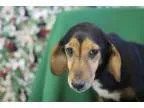 Adopt Cheyenne a Dachshund