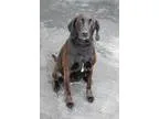Adopt Ava a Labrador Retriever