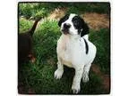 WANTED  =  Male adult Moustashe - Price: call me