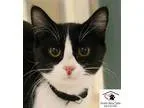 Adopt Pewee 82198 35.00 a Domestic Short Hair