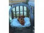 Adopt Jack a Dachshund