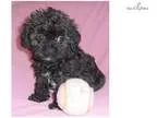 Beauty ShihPoo puppy for Sale in Ohio