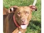 Adopt Malley a American Staffordshire Terrier Labrador Retriever