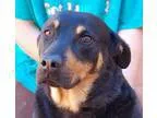 Adopt Thelma a Black - with Tan Yellow or Fawn Rottweiler  Sheph