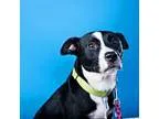 Adopt Mother Mary a Black - with White Border Collie  Labrador R