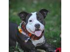 DO YOU WANT YOUR DOG IN A MUSIC VIDEO