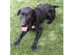 Adopt Cash a Black Labrador Retriever  Mixed dog in San Francisc
