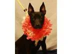 Adopt Kahli a Black - with White Bull Terrier  Mixed dog in Twin