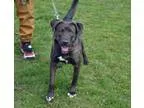 Adopt Simone a Labrador Retriever Bluetick Coonhound