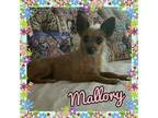 Adopt Mallory a TanYellowFawn - with White Australian Terrier  C