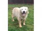 Adopt Mick a Golden Retriever
