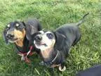 Adopt Donkey (VA) a Dachshund