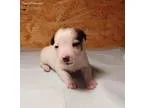 JRT Short M2