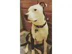 Adopt Brody a Pit Bull Terrier Labrador Retriever