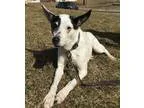 Adopt Clementine a White - with Black Terrier (Unknown Type