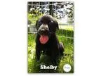 Adopt Shelby a Shepherd (Unknown Type)  Labrador Retriever  Mixe