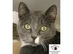 Adopt Agorra 82290 35.00 a Russian Blue