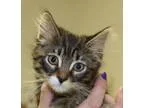 Adopt Bud a Tabby - Brown