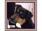 Adopt Myra a German Shepherd Dog Labrador Retriever