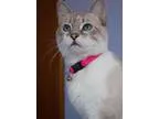 Adopt Princess a Snowshoe Tabby