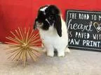 Adopt Bixby a Holland Lop