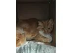 Norman - 1bdOne BA 900sqft Apartment for rent