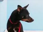 Adopt Maurice a Miniature Pinscher  Mixed dog in Portland OR (15